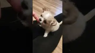 Кусачка🥰супер мини #cheerokos #миничихуахуа #щенокчихуахуа