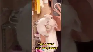 take a photo with the bunny #rabbit #shorts