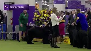 Newfoundland | Breed Judging 2025