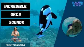 Incredible Orca Sounds.