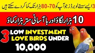 Profitable Love birds Mutation | Low Investment Love birds | Earn 70 to 80 thousands from love birds