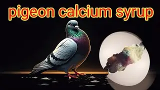 pigeon calcium syrup #pigeon #kabutar #birds #pets #youtube