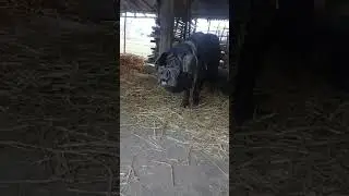 dharane kalo sungur