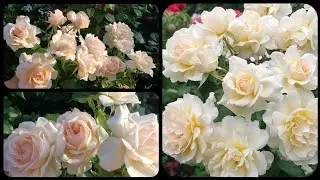 Chandos Beauty &hearts;️Чандос Б'юті  така, як має бути
