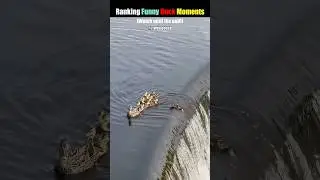 The Silliest Ducks on the Internet! 🦆🦆| Ranking Funniest Duck Moments!