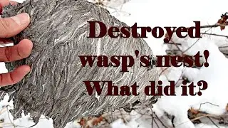 What Destroyed the Wasps' Nests? And Black billed Magpie Calling