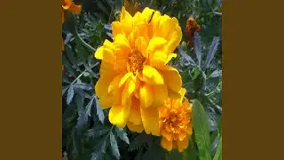 A Garden For Me And You