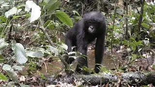 Water Play by Wild Bonobo!