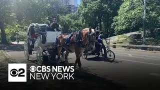 NYC Mayor Eric Adams cracking down on carriage horse industry