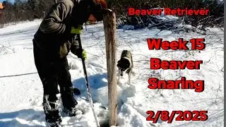 Boss Dog, Beaver Traps & Sled Dogs: A Full Week on the Line! 