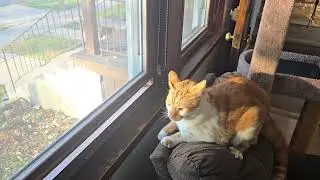 Chuckles be hating other cats