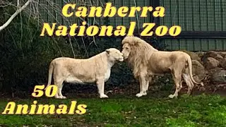 Canberra National Zoo & Aquarium, Australia | Virtual Zoo Tour | VLOG - 6