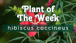PLANT OF THE WEEK | HIBISCUS COCCINEUS | SCARLET HIBISCUS