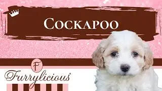 Cockapoo Breed Facts