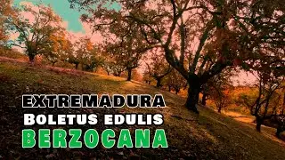 Extremadura Boletus edulis y aereus