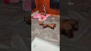 playful puggle puppies 😍🐾