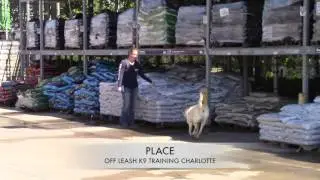 Buddy, 1 year old Lab. Before and After two week Board and Train Program. Charlotte Lab trainers.