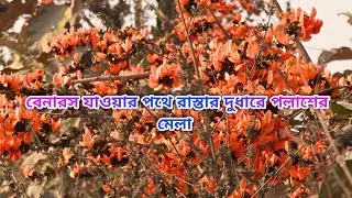 Palash Flower | Polas phool | palas phul | Flower Video