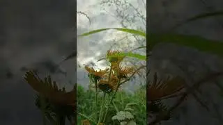 🌿 Naturens Skj&oslash;nnhet 🌞 | En Hilsen til Livet og Venner i Norge 💚✨