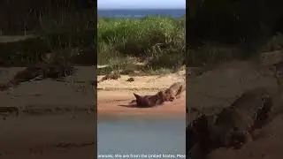 The jaguar stalks and wrestles a capybara for its dinner #AnimalKingdom #PredatorVsPrey