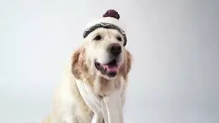 Dog Fashion Trends: Express Your Pet&rsquo;s Style with Cozy Sweaters & Trendy Accessories!