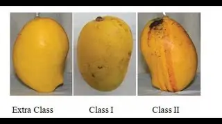 EFFICIENT CLASSIFICATION AND GRADING OF MANGOES WITH GANFIS ALGORITHM