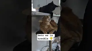 1 percent gets me in trouble 🥲 #acethecat #funnycatvideos #funnycatshorts #cats