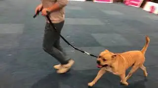 WORLD DOG SHOW 2017 Cadebou Male CACIB