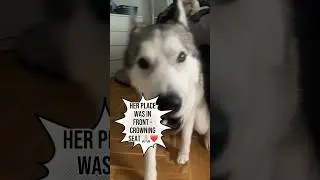 Funny Husky Dog Howls React -  #shorts #comedy #funnyvideo #cute #funnydogcompilation