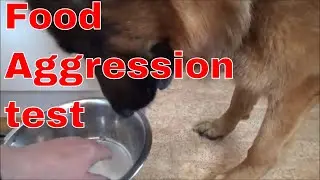 My German Shepherds raw food diet B A R F/food aggression test