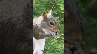 Sweet Squirrel Snack Time in Milan 🐿️✨ #Squirrel #MilanPark #TravelJoyAndLife #ParcoSempione