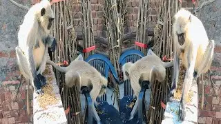 Innocent Langur Eating Grams | Inki Masoomiyat Aapka Dil Jeet Legi ❤️🐒