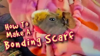 What Is A Bonding Scarf For Guinea Pigs w/ Valerie 