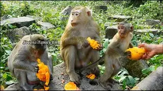 Keep updating! Big Boy Brady and Mama Monkey Rose and her family  enjoy luscious mangoes.