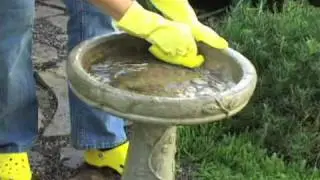 How to Clean and Maintain Bird Baths