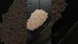 Unknown bugs in water on top of compost bin.