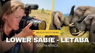 Hugging elephants & more. Traveling from Lower Sabie to Letaba | Wildlife photography Kruger Ep.7