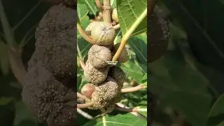 Ficus septica atau awar awar&nbsp; #awarawar #ficusseptica #ficusplant #ficus #awar