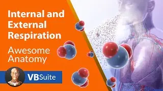 Visible Body | Internal and External Respiration