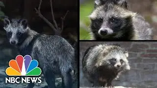 Raccoon dogs linked to Covid-19 origins, new data suggests