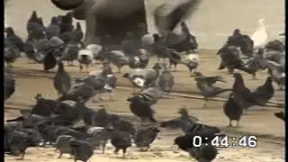 QED Pigeon Pie about pigeons