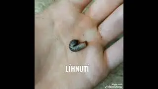 Mecynorhina torquata ugandensis - od vajíčka po brouka