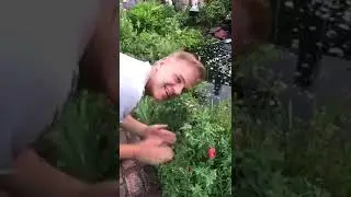 Klatschmohn