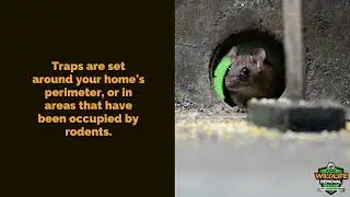 Rodent Pest Control Cincinnati - AAAC Wildlife Removal Cincinnati