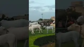 banke bihari ki dekh chata mero man reh gayi Lata pata