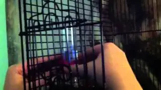 Setting Up the New Budgie Cage!