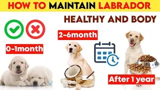 How to maintain labrador health and body 2024 | in hindi | labrador caring
