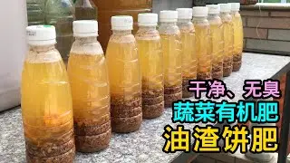 DIY自制饼肥，简单好用，是蔬菜最喜爱的有机肥料！