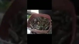 tahong|mussels|pagkaingpinoy|panlasang pinoy|satisfyingfood|oddly mukbang #short #shortvideo #viral