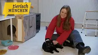 Tierisch M&uuml;nchen: Vom Seniorenprogramm &uuml;ber Kitten-Alarm bei dem Verein in Erding ist einiges los